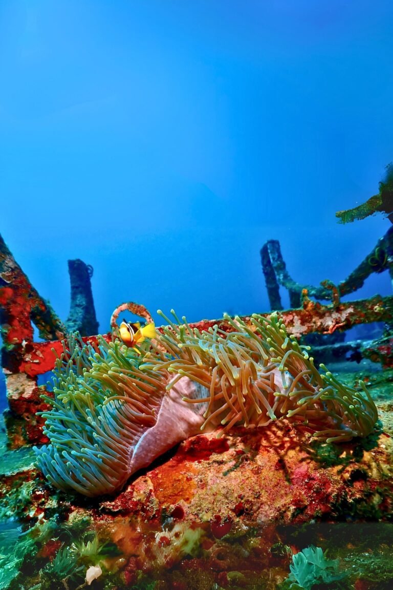 Entrance of the underwater museum showcasing marine history