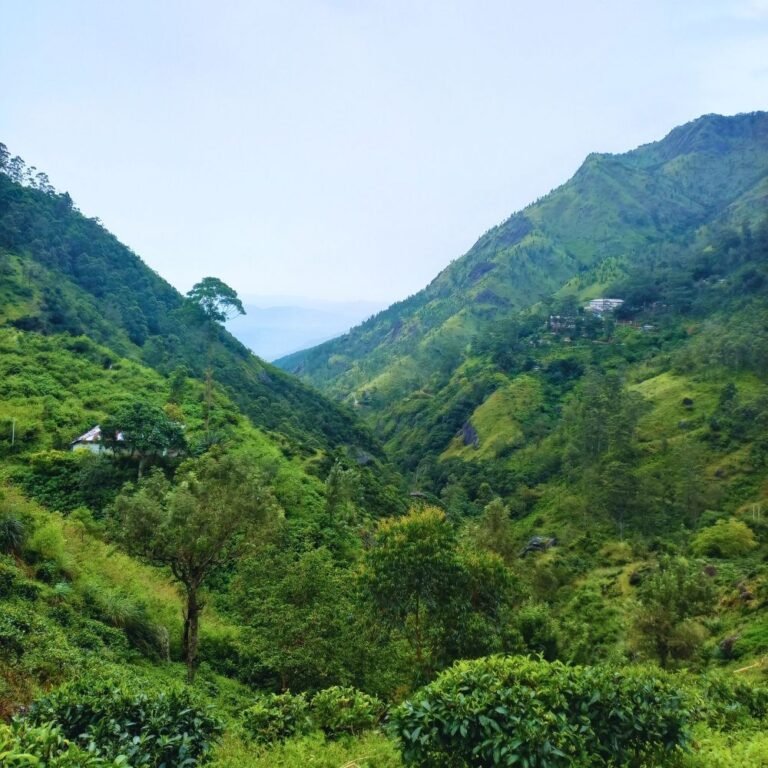Misty morning over Nonpareil Estate tea hills in the central highlands of Sri Lanka
