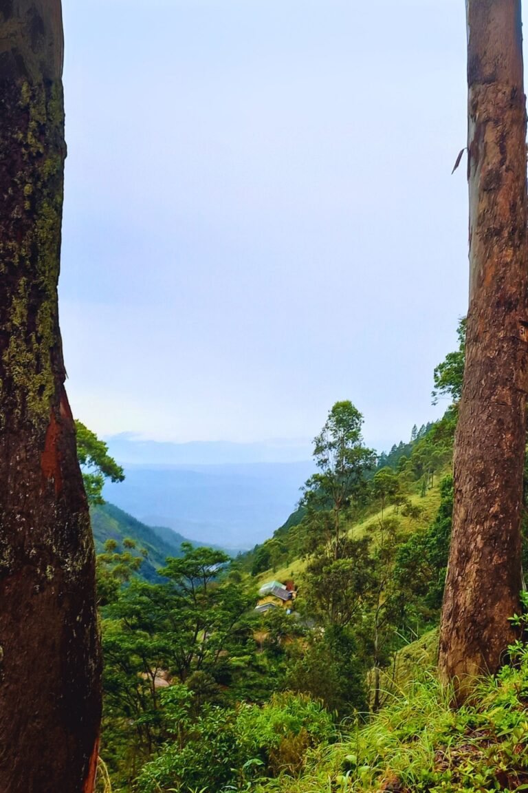 Scenic view of Nonpareil Estate surrounded by lush green tea plantations in Haputale