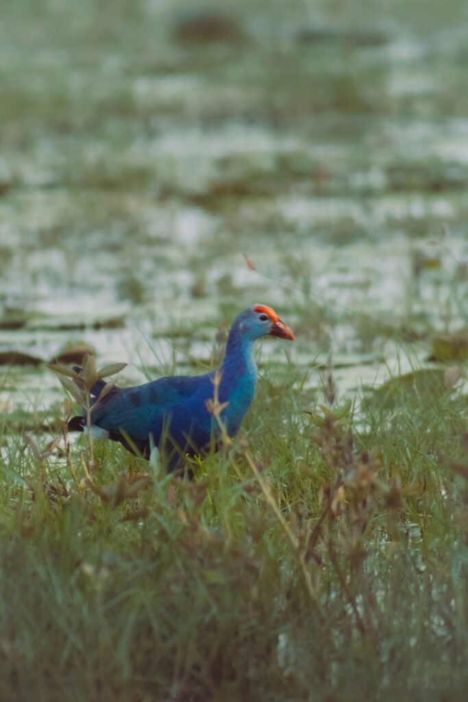 Purple Swamphen walking through marsh in Sri Lanka