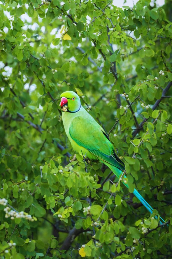 Rose-ringed Parakeet perched on a tropical tree branch in Sri Lanka