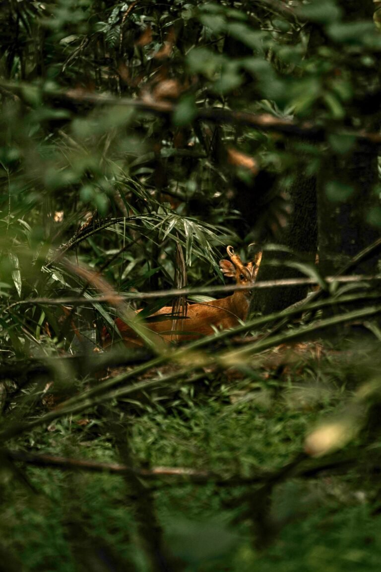 Udawatta Kele Sanctuary nature trail surrounded by lush greenery