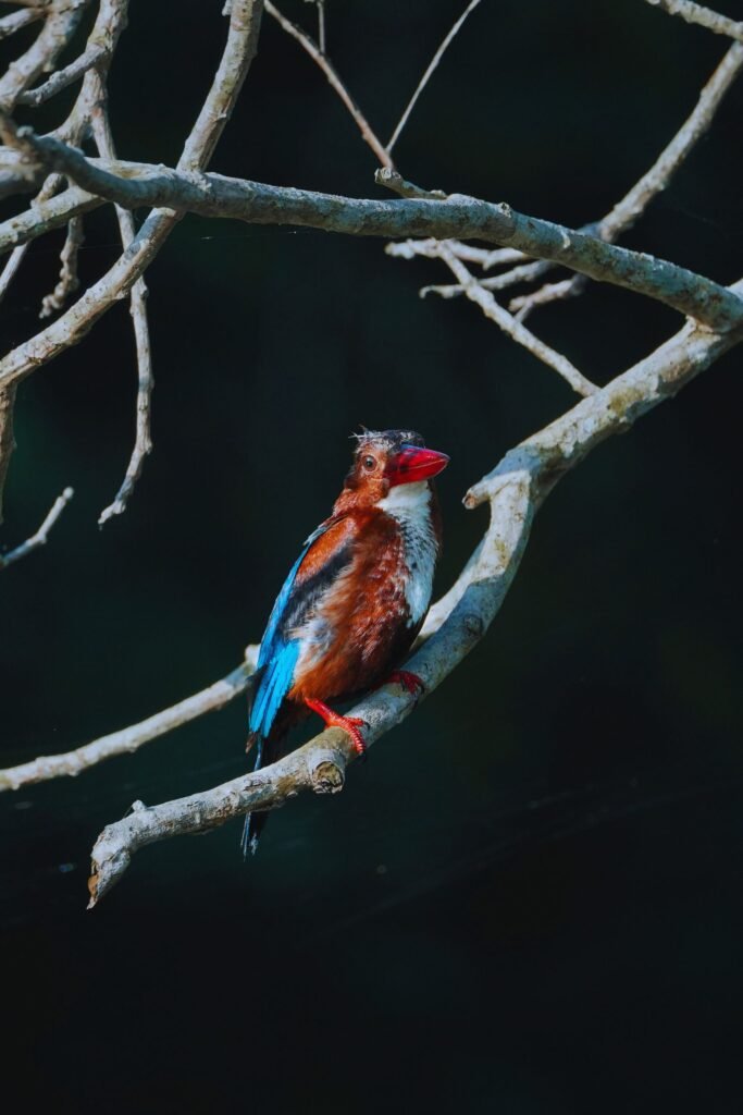 White throated kingfisher perched on a branch in Sri Lanka
