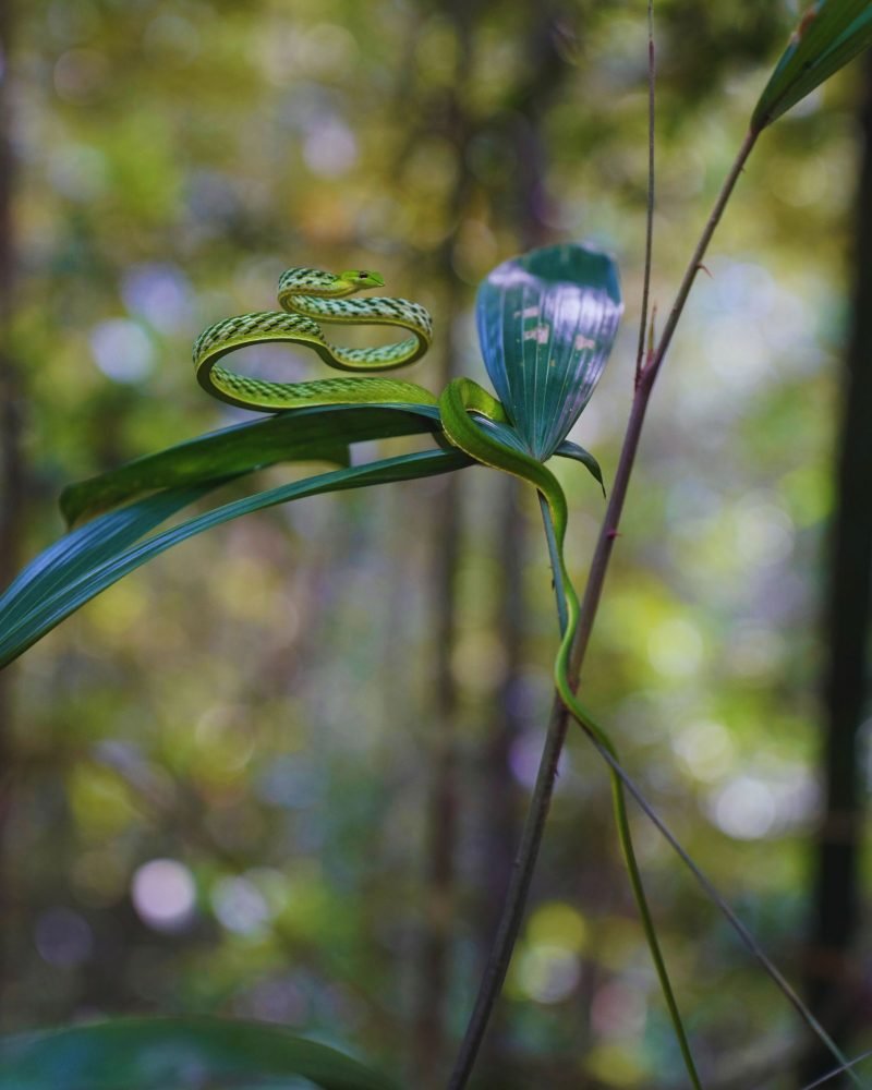 Ahaetulla green vine snake in Sri Lanka forest