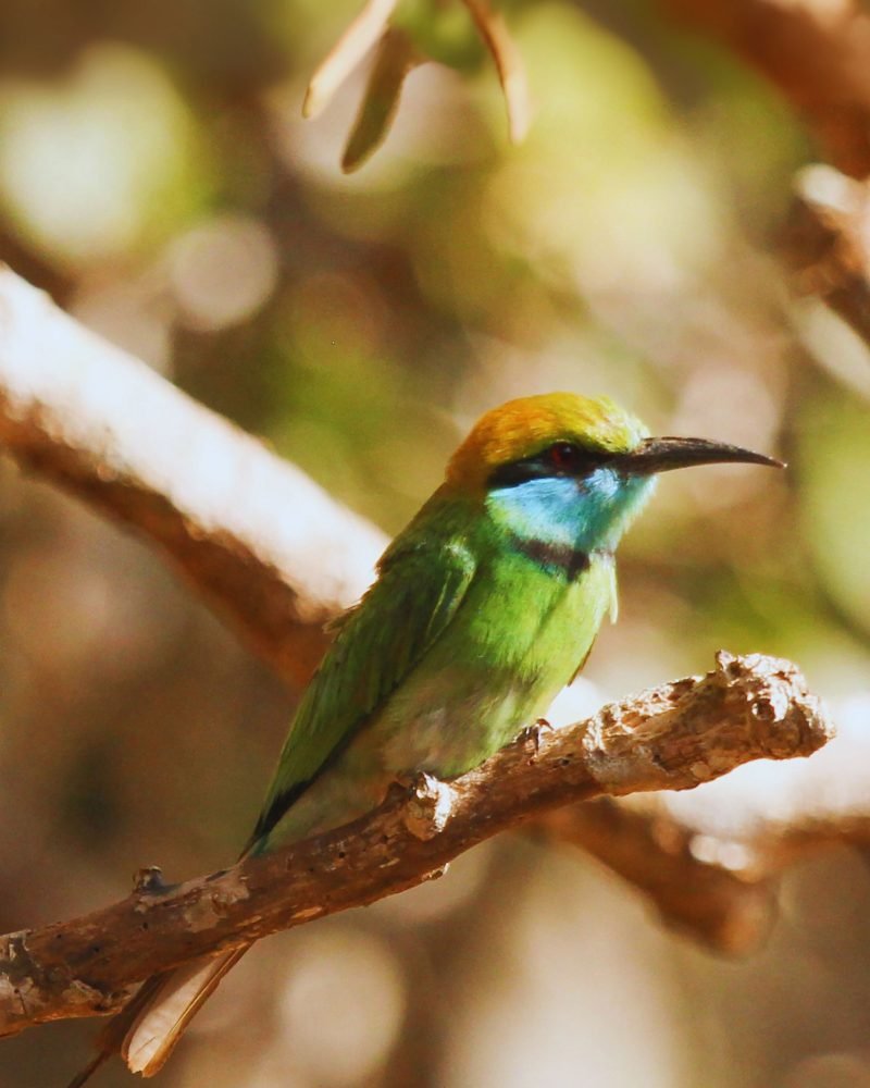 Asian green bee-eater perched on a branch in Sri Lanka