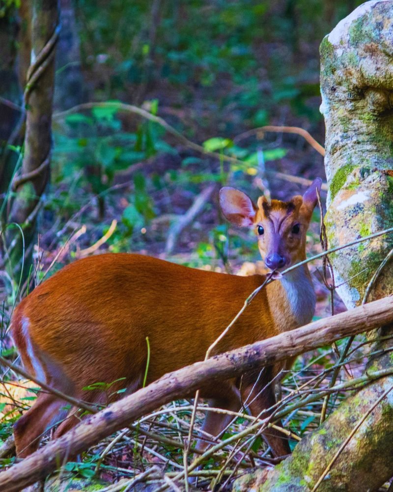 Barking deer standing in Sri Lanka forest