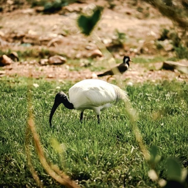 Close up of black headed ibis with long beak in Sri Lanka