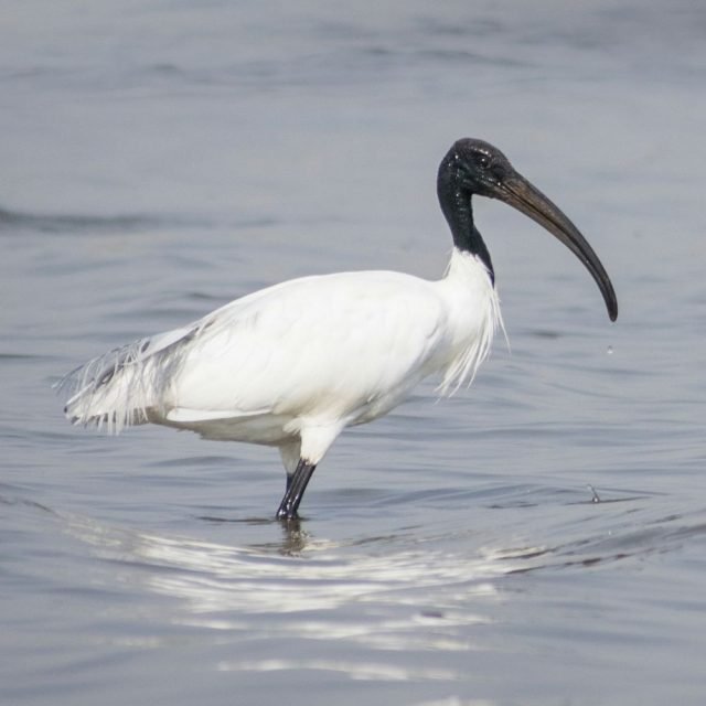 Black headed ibis in natural habitat near lagoon