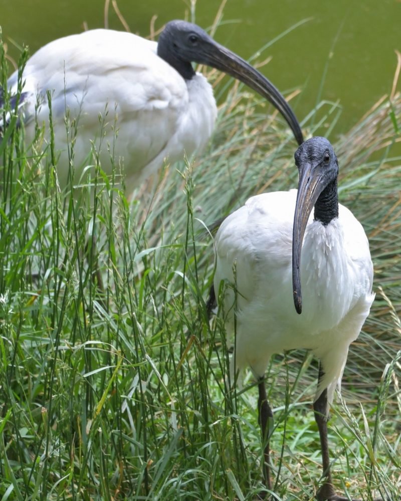 Black headed ibis standing in Sri Lanka wetland