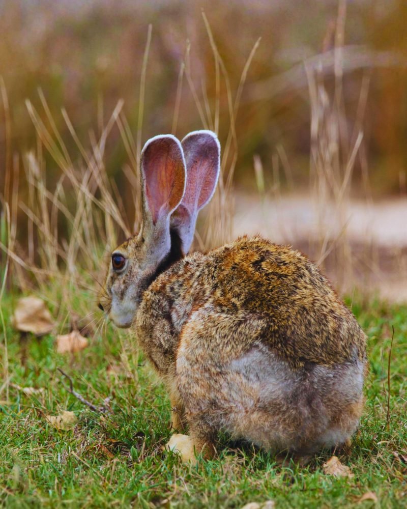 close-up of Indian hare in natural habitat