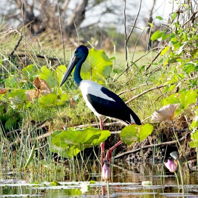 Majestic Black Necked Stork in Sri Lankan wildlife habitat