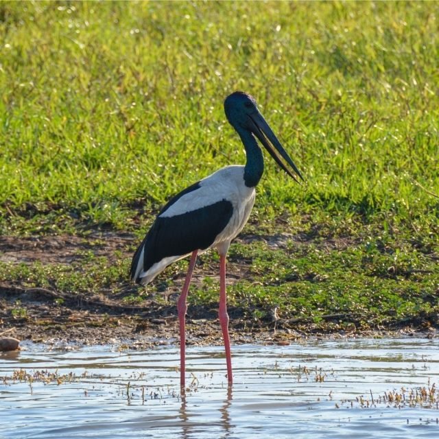 Black Necked Stork feeding in Sri Lanka paddy field