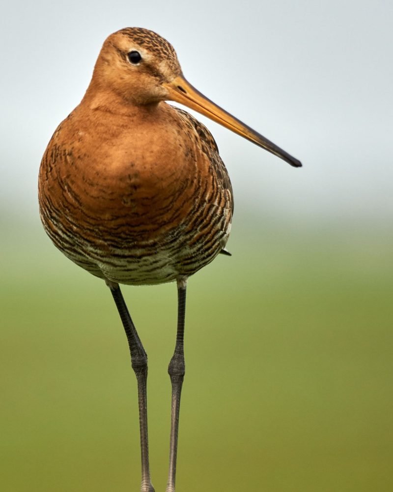 Black Tailed Godwit bird in Sri Lanka wetlands