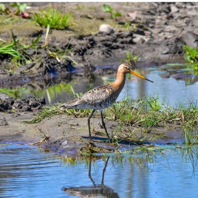 Black Tailed Godwit standing in Sri Lankan lagoon