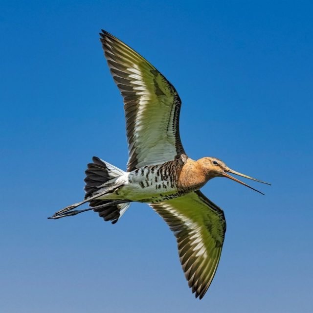 Close up of Black Tailed Godwit bird in Sri Lanka