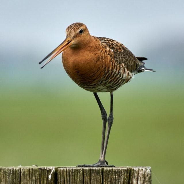 Black Tailed Godwit feeding in shallow water Sri Lanka