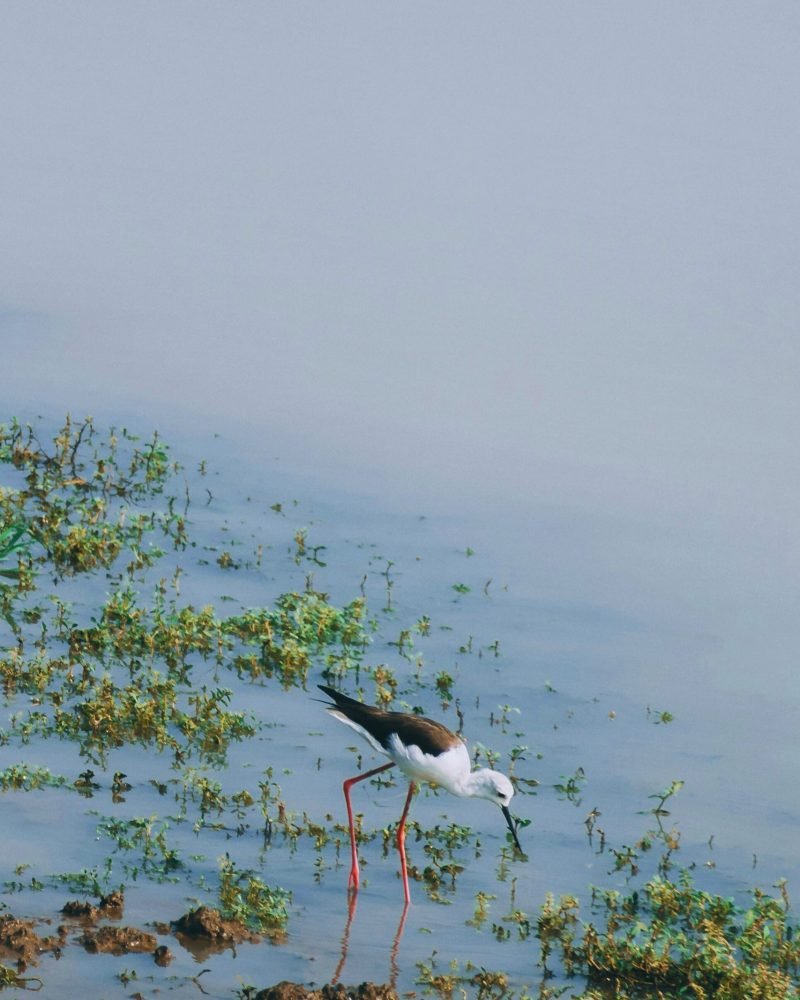 Black winged stilt bird standing in Sri Lankan wetland