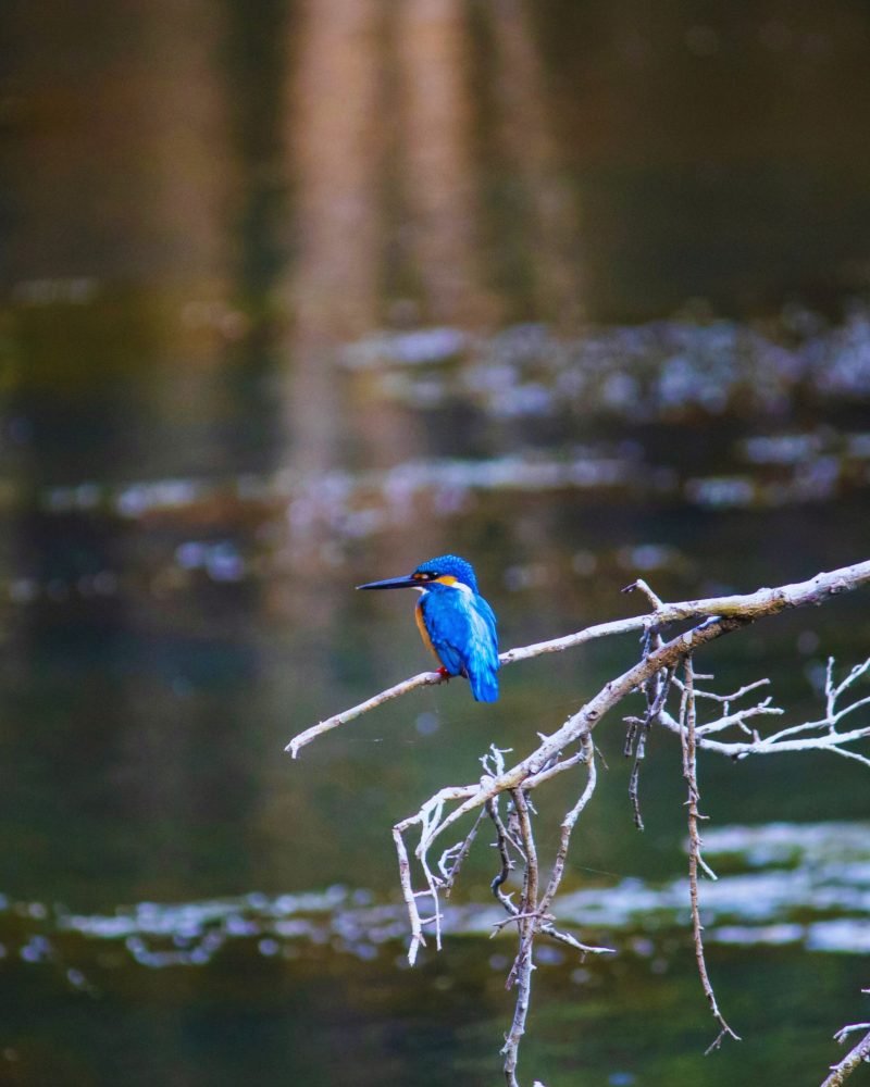 Blue Eared Kingfisher perched on a branch in Sri Lanka