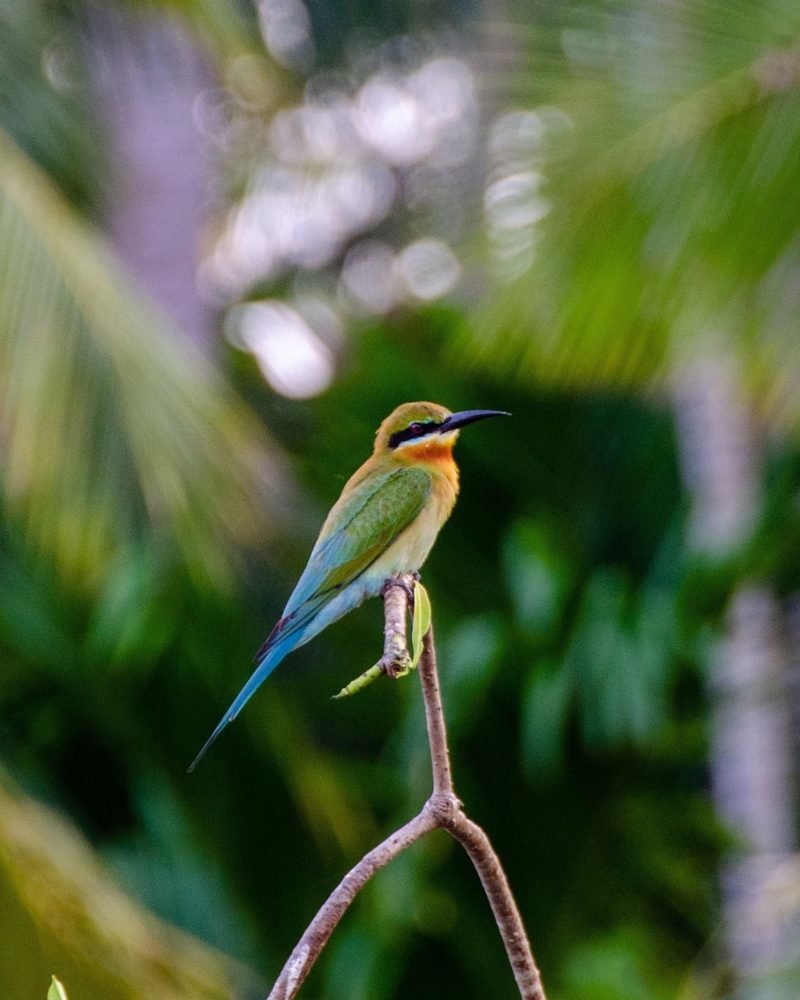 Blue-tailed bee-eater perched on a branch in Sri Lanka
