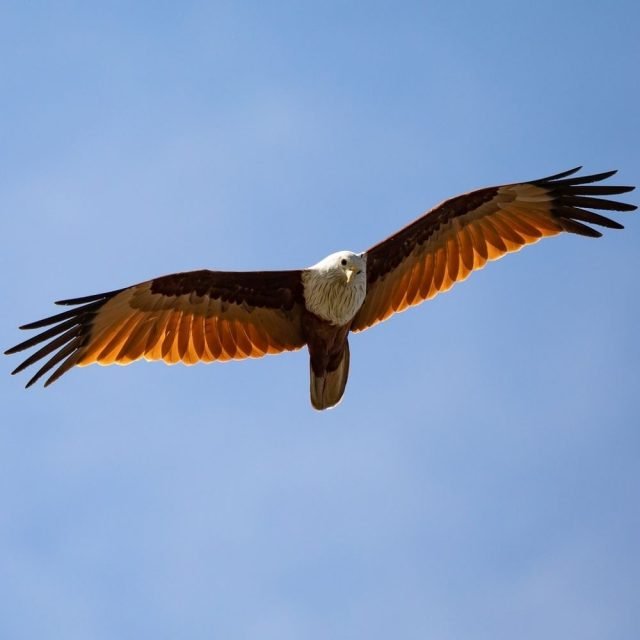 Close up of Brahminy kite bird in Sri Lanka