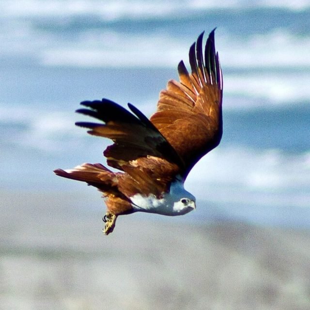 Brahminy kite hunting fish in Sri Lankan lagoon