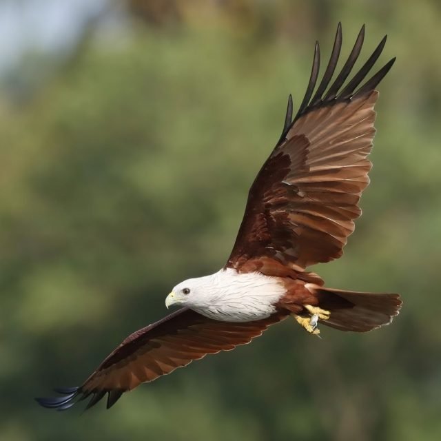 Brahminy kite spreading wings above Sri Lanka wetlands