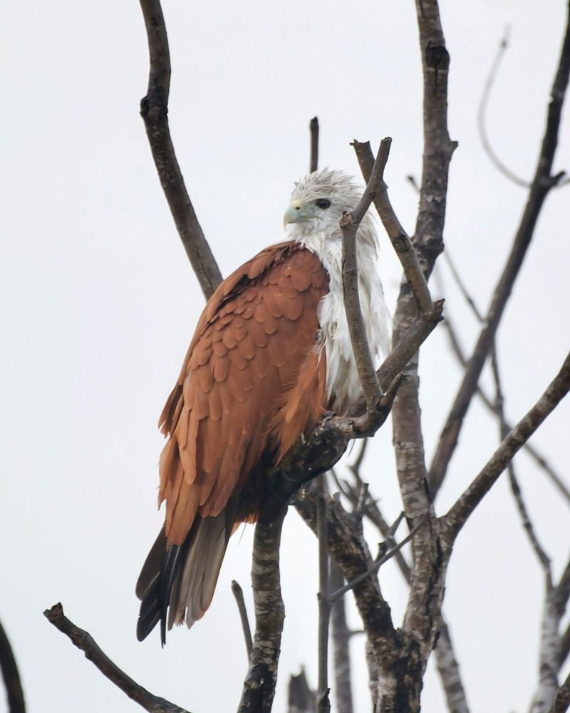 Brahminy kite perched on tree branch in Sri Lanka