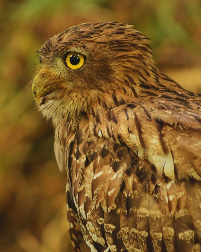 Brown Fish Owl perched on a tree branch in Sri Lanka