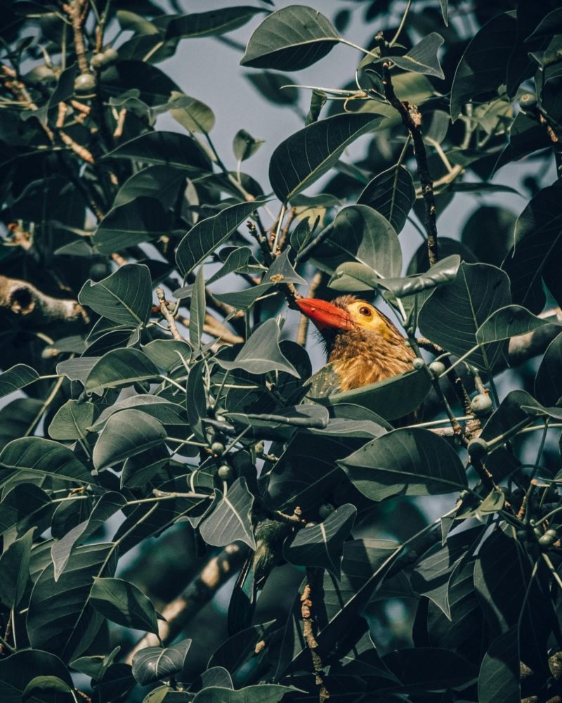 Brown headed barbet bird in Sri Lanka
