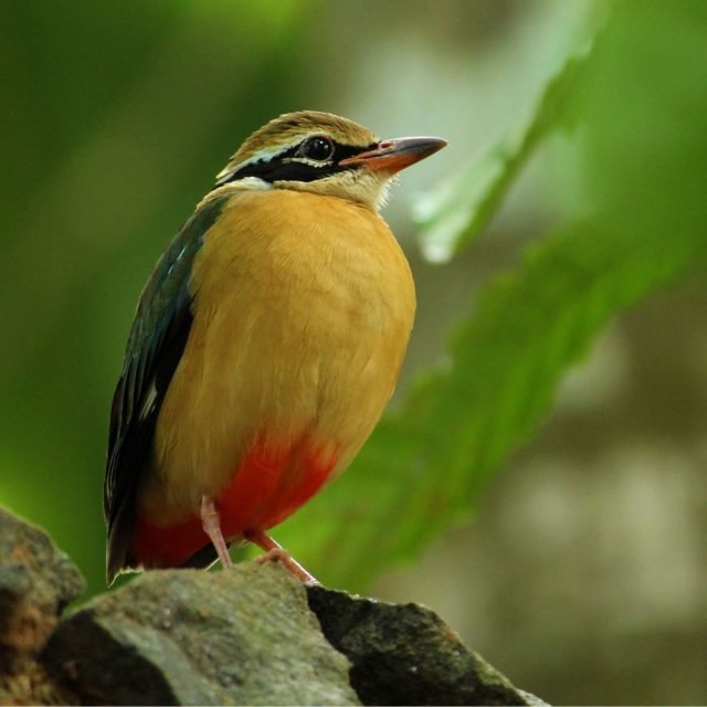Colorful Indian Pitta bird in Sri Lankan forest