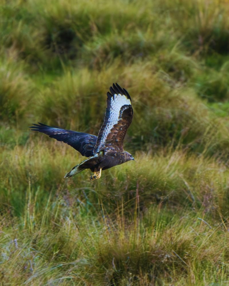 Common buzzard spreading wings in Sri Lankan forest