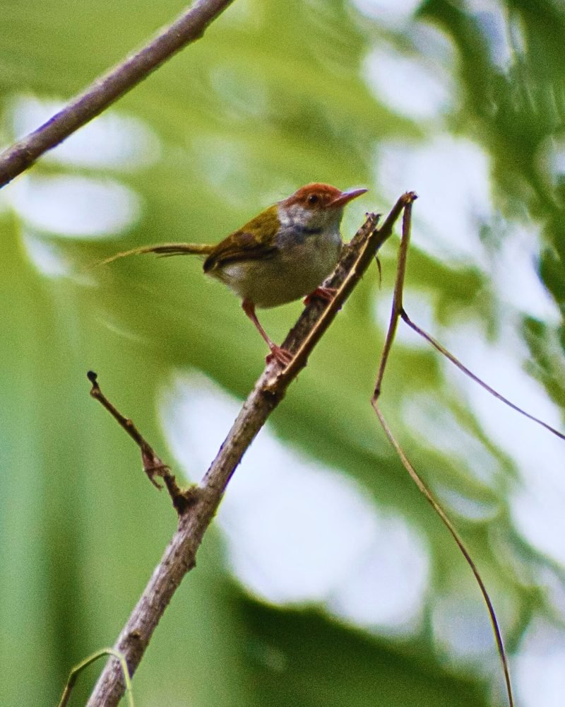 Common Tailorbird perched on a leafy branch in Sri Lanka