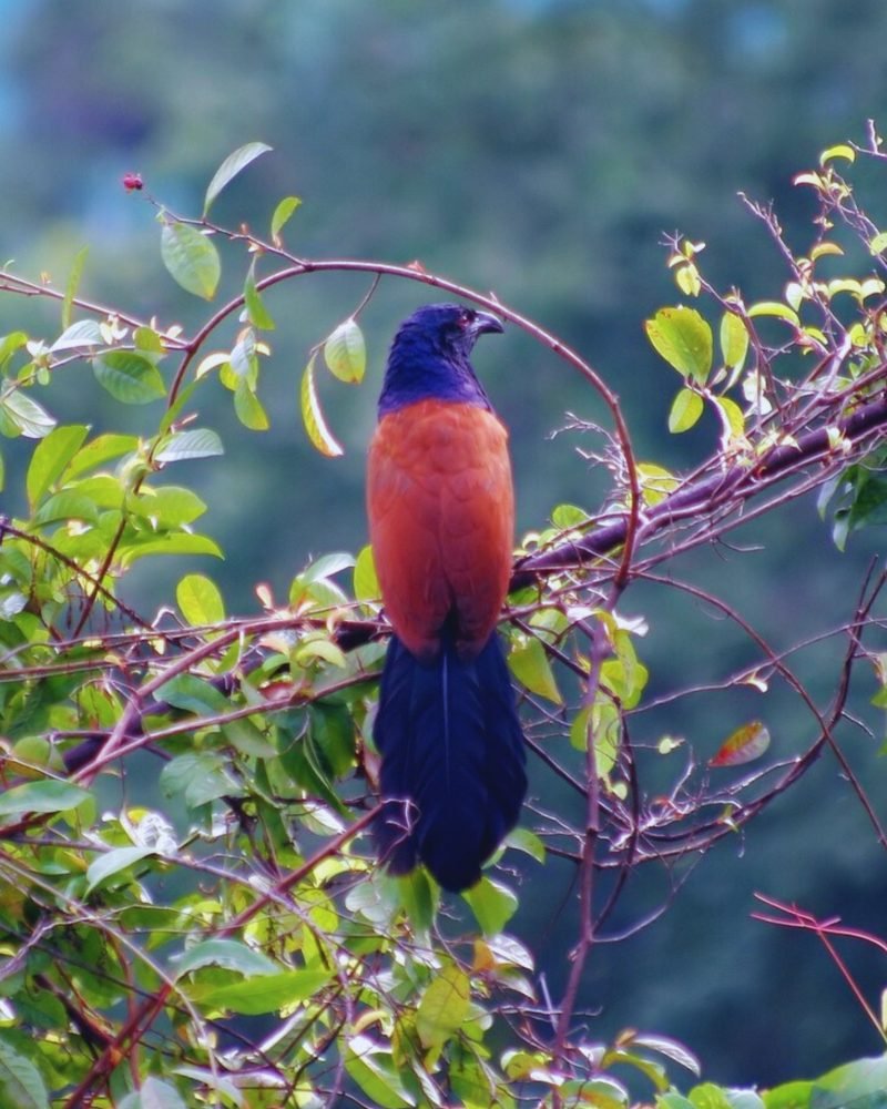 Greater Coucal perched on a tree branch in Sri Lanka