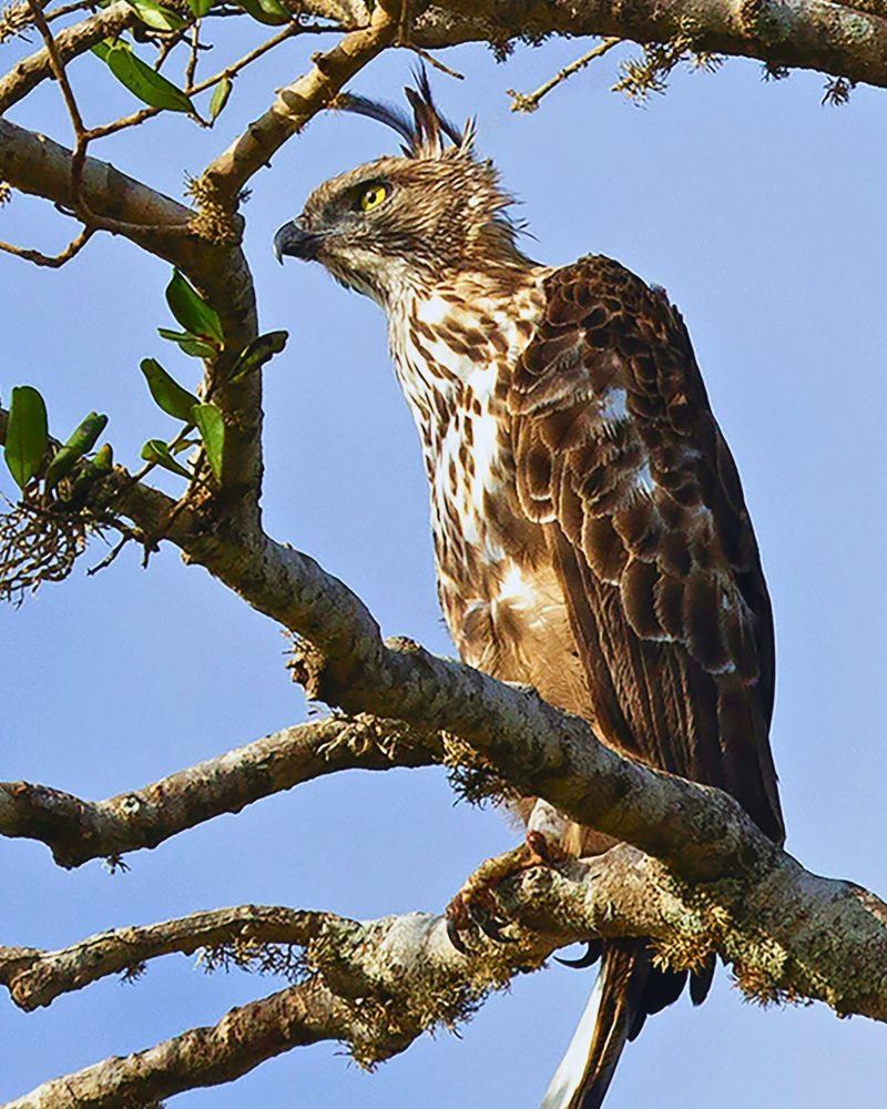 Crested Hawk Eagle perched on a tree branch in Sri Lanka