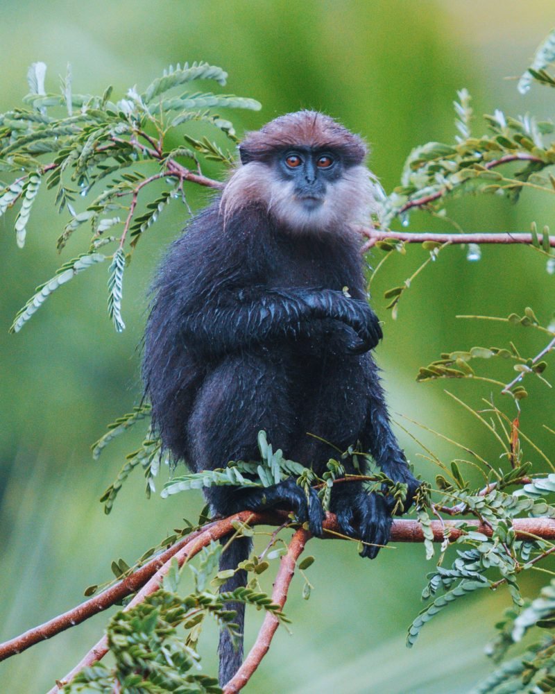 Purple-faced langur sitting on a tree branch in Sri Lanka