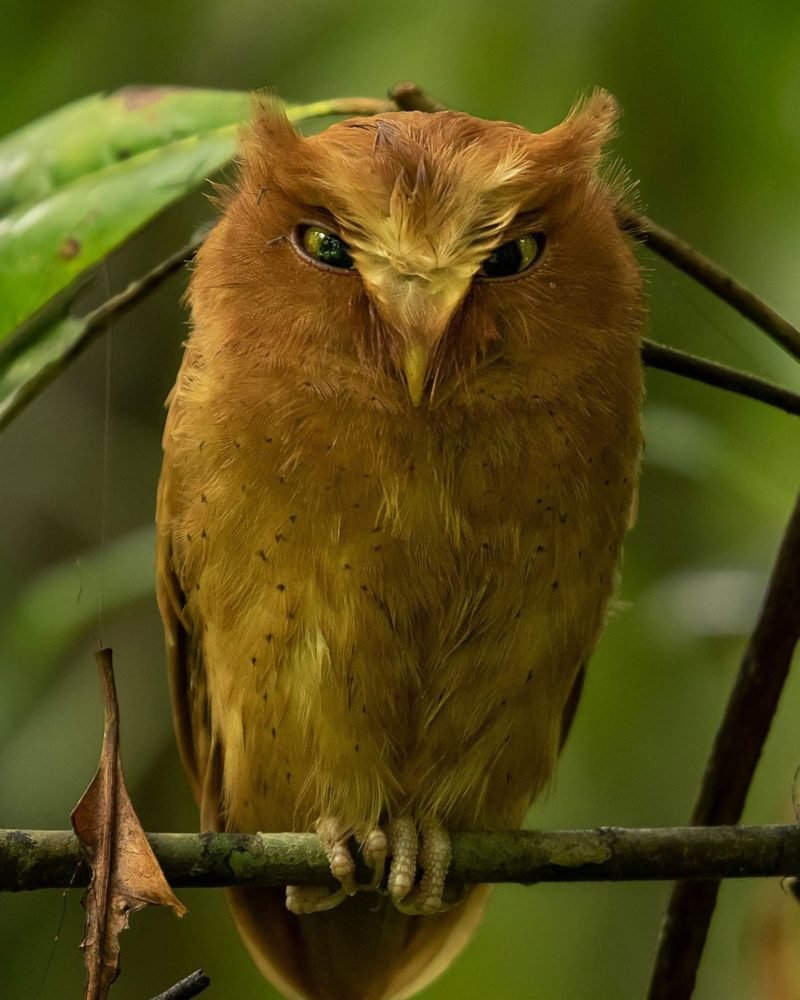 Close-up of Serendib Scops Owl with bright eyes in natural habitat