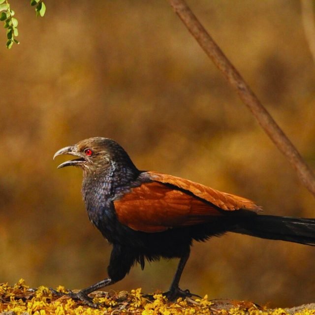 Sri Lankan Greater Coucal with black and brown feathers