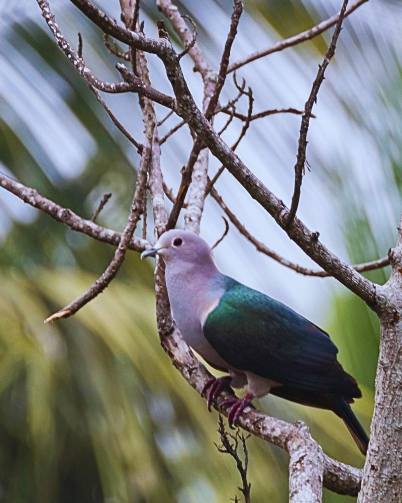 Green Imperial Pigeon perched on a tree branch in Sri Lanka