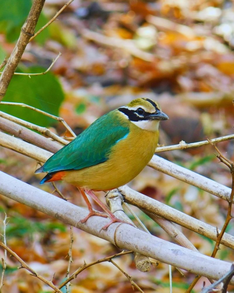 Rare sighting of Indian Pitta in Sri Lanka