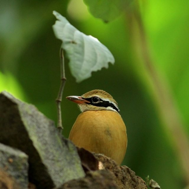 Indian Pitta with vibrant plumage in natural habitat