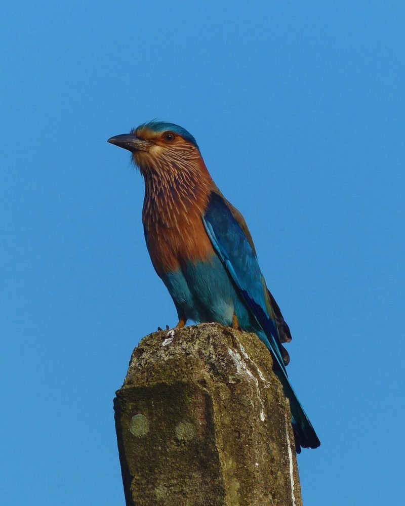 Close-up of Indian Roller showing vibrant blue and brown feathers