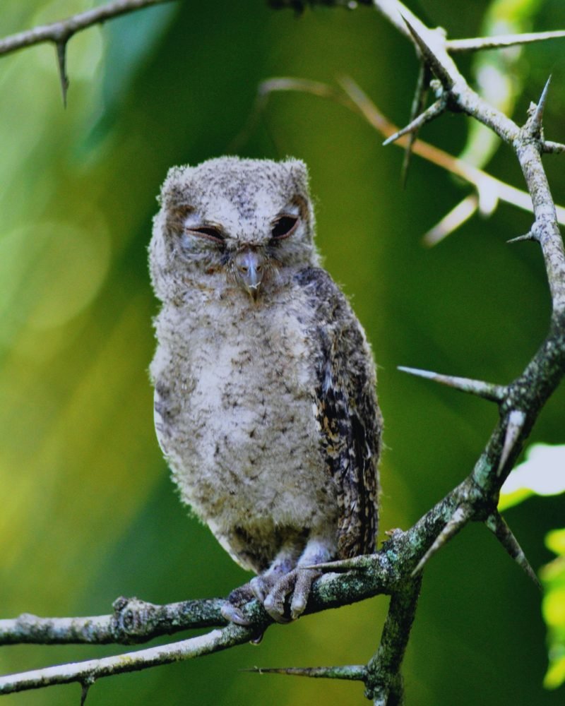 Indian Scops-Owl resting on a tree branch in Sri Lanka