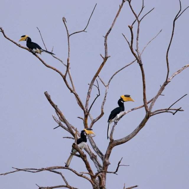 Adult Malabar-pied Hornbill feeding in natural habitat