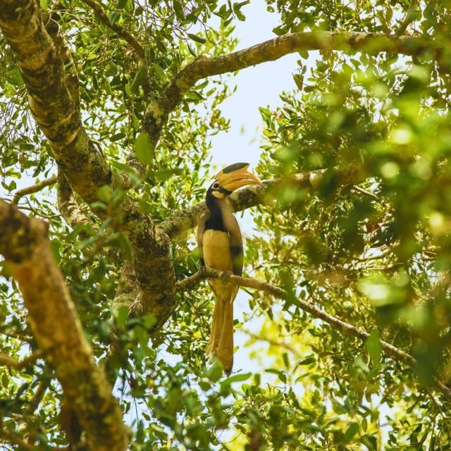 Sri Lankan Malabar-pied Hornbill with black and white plumage