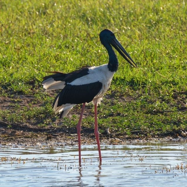 Black Necked Stork standing near lake in Sri Lanka