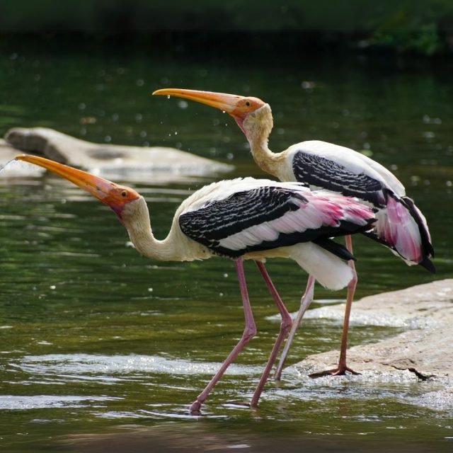 Close up of painted stork with colorful feathers in Sri Lanka