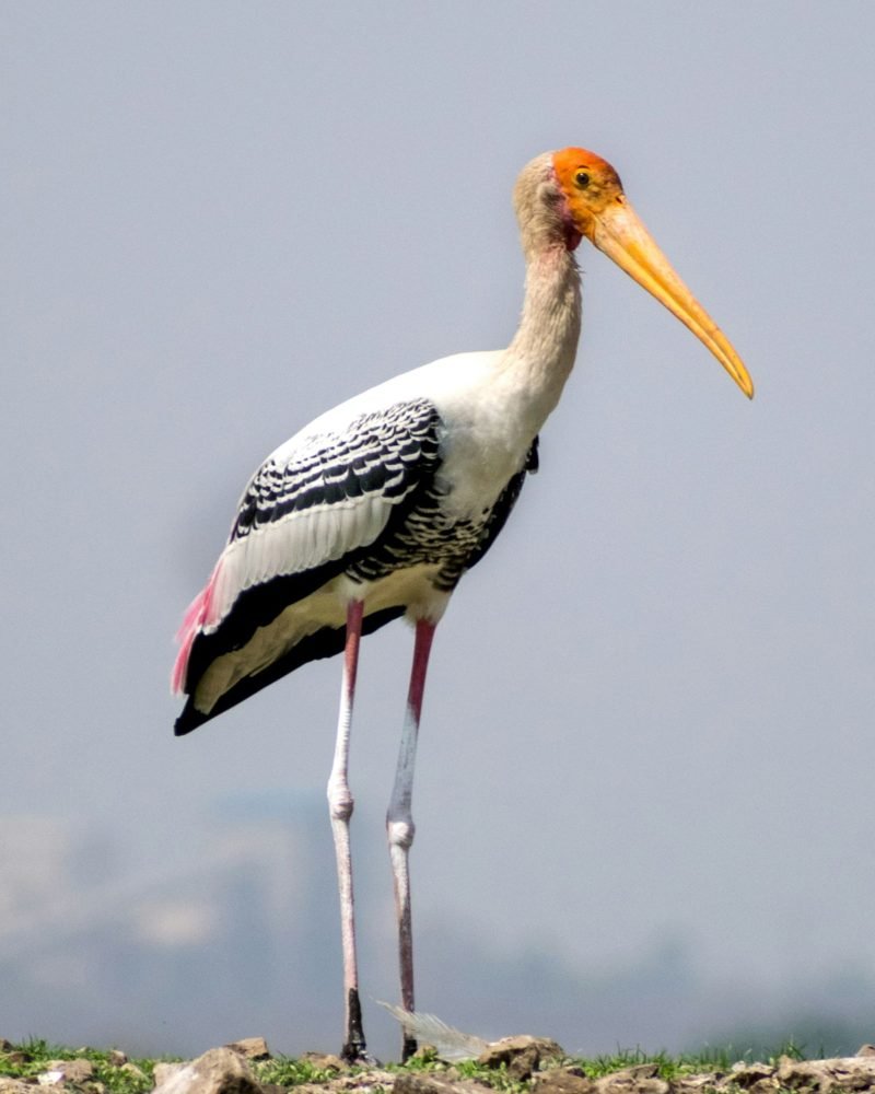 Painted stork in natural habitat Sri Lanka wildlife