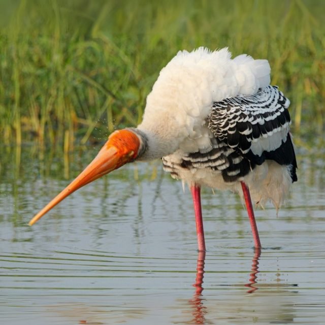 Painted stork searching for food in Yala National Park