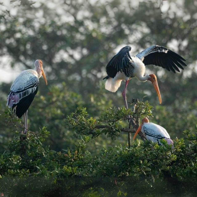 Painted stork bird in Sri Lanka wetlands