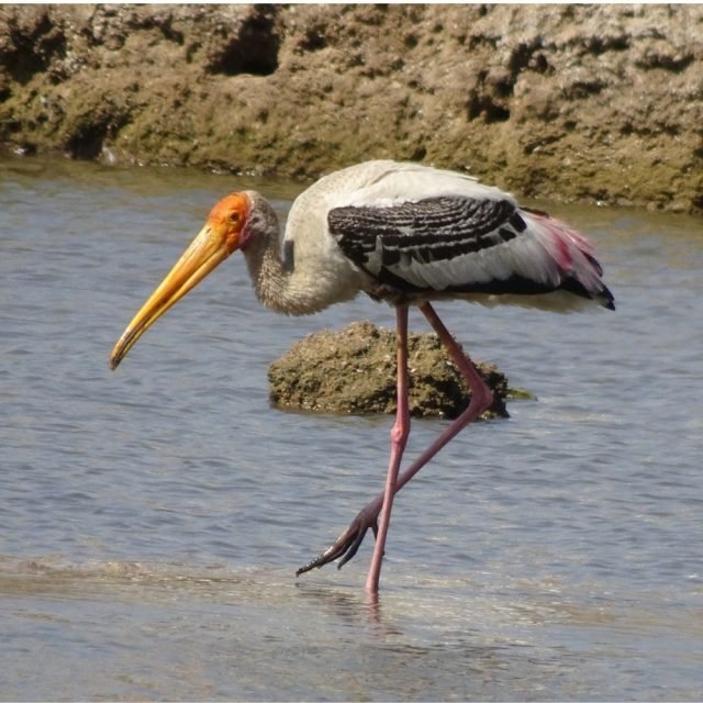 Painted stork standing on one leg in lagoon area